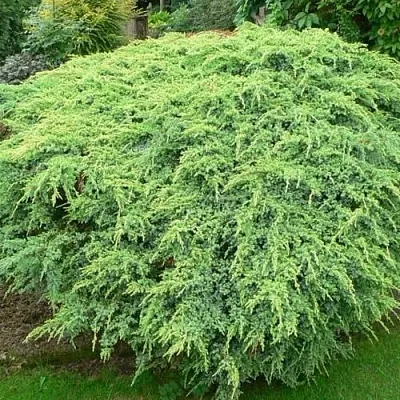 Можжевельник ХОЛГЕР чешуйчатый  Можжевельник ХОЛГЕР чешуйчатый в Томске