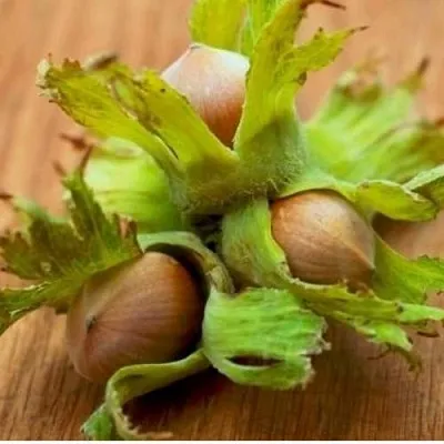 Фундук ГИГАНТ ТАМБОВСКИЙ  Фундук ГИГАНТ ТАМБОВСКИЙ в Томске