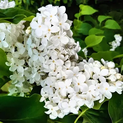 Сирень МАЛЕНЬКИЙ ПРИНЦ  Сирень МАЛЕНЬКИЙ ПРИНЦ в Томске