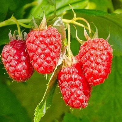 Малина ИЗОБИЛЬНАЯ в Томске