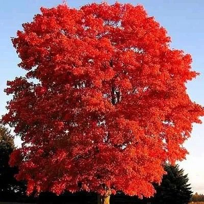 Дуб красный   Дуб красный  в Томске