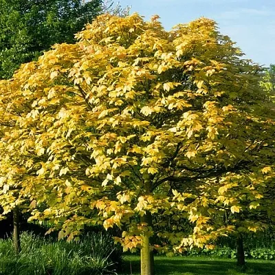 Клен ложноплатановый  Клен ложноплатановый в Томске