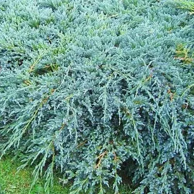 Можжевельник БЛЮ КАРПЕТ чешуйчатый  Можжевельник БЛЮ КАРПЕТ чешуйчатый в Томске