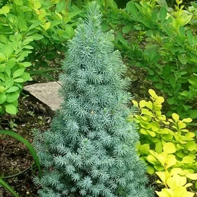 Ель КОНИКА сизая в Томске