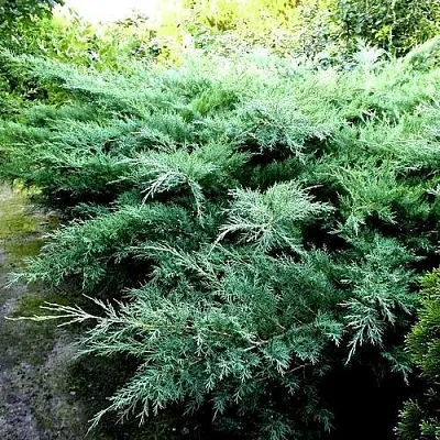 Можжевельник ПФИТЦЕРИАНА ГЛАУКА средний  Можжевельник ПФИТЦЕРИАНА ГЛАУКА средний в Томске