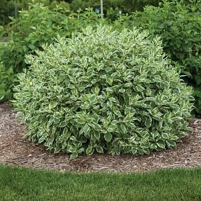 Дерен ЭЛЕГАНТИССИМА белый  Дерен ЭЛЕГАНТИССИМА белый в Томске