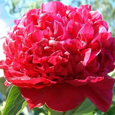 Пион ИНСПЕКТОР ЛАВЕРН травянистый в Томске