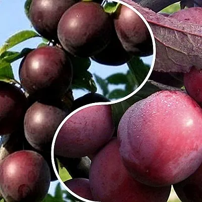 Комплект ИЗЮМИНКА САДА в Томске