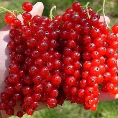 Смородина красная РЕД ПУЛ  Смородина красная РЕД ПУЛ в Томске