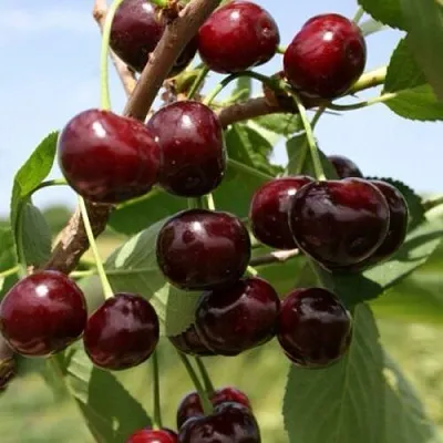 Вишня ГРИОТ БЕЛОРУССКИЙ в Томске