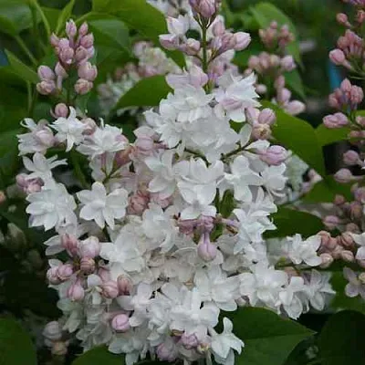 Сирень КРАСАВИЦА МОСКВЫ  Сирень КРАСАВИЦА МОСКВЫ в Томске