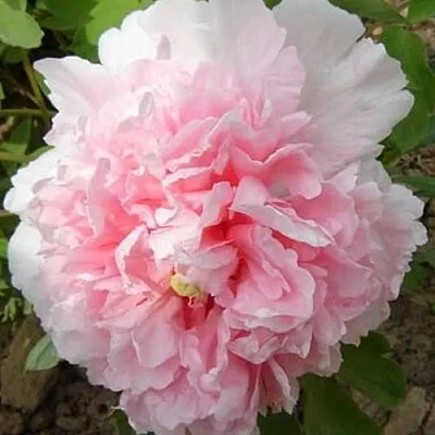 Пион БУКЕТ РОЗОВЫХ ГВОЗДИК древовидный  Пион БУКЕТ РОЗОВЫХ ГВОЗДИК древовидный в Томске