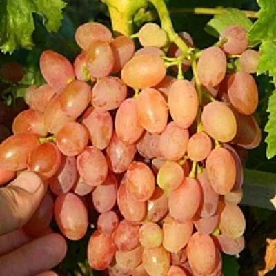 Виноград КИШМИШ ЛУЧИСТЫЙ в Томске