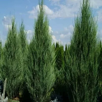 Можжевельник СКАЙРОКЕТ скальный  Можжевельник СКАЙРОКЕТ скальный в Томске