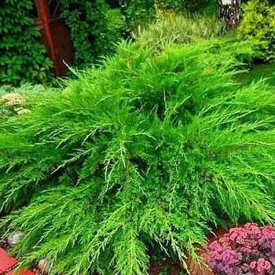 Можжевельник МИНТ ДЖУЛЕП средний  Можжевельник средний Mint Julep (МИНТ ДЖУЛЕП) в Томске
