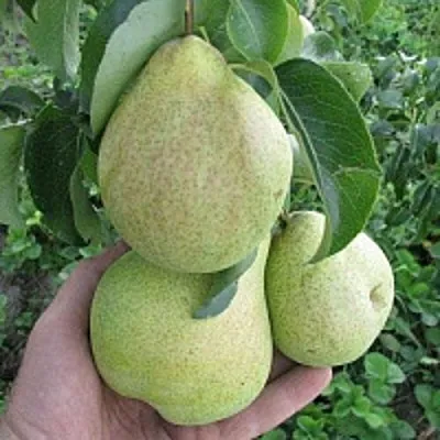 Груша КУДЕСНИЦА в Томске