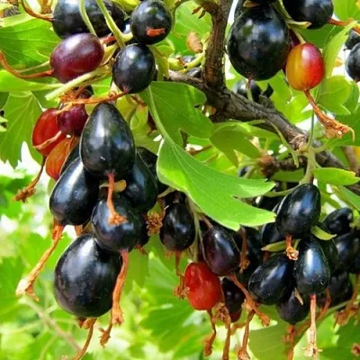 Смородина золотистая БОКАЛИНСКАЯ  Смородина золотистая БОКАЛИНСКАЯ в Томске