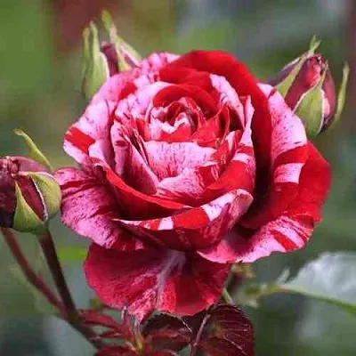 Саженцы роз ДИП ИМПРЕШН флорибунда  Саженцы роз ДИП ИМПРЕШН флорибунда в Томске