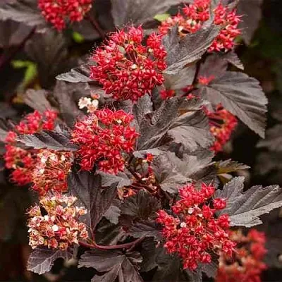 Пузыреплодник РЕД БАРОН  Пузыреплодник РЕД БАРОН в Томске