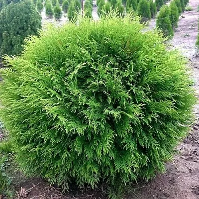 Туя ЛИТЛ ЧЕМПИОН западная  Туя ЛИТЛ ЧЕМПИОН западная в Томске