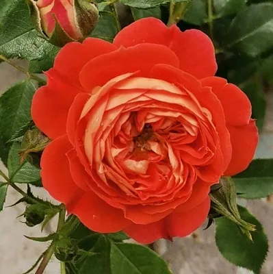 Саженцы роз СТАРЛЕТ РОУЗ КАРМЕН плетистая  Саженцы роз СТАРЛЕТ РОУЗ КАРМЕН плетистая в Томске