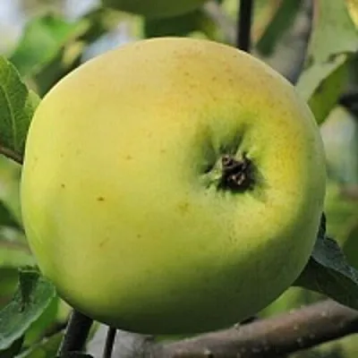 Яблоня РОССИЯНКА  Яблоня РОССИЯНКА в Томске