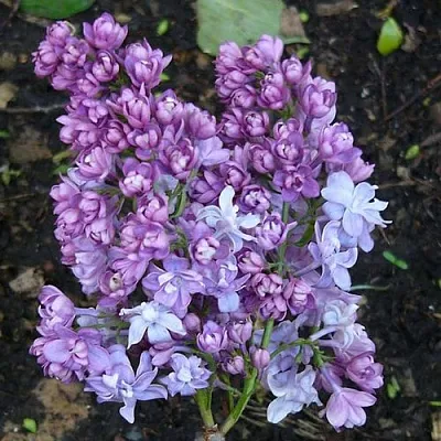 Сирень НАДЕЖДА  Сирень НАДЕЖДА в Томске