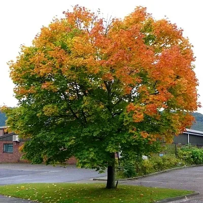Клен остролистный  Клен остролистный в Томске