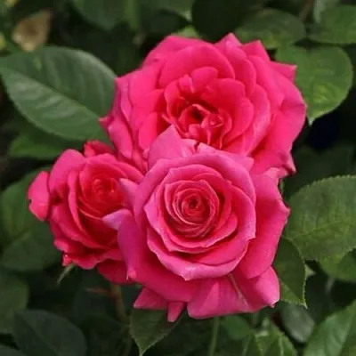 Саженцы роз ЛАВ ЛЕТТЕР флорибунда  Саженцы роз ЛАВ ЛЕТТЕР флорибунда в Томске