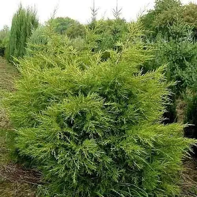 Можжевельник КУРИВАО ГОЛД китайский  Можжевельник КУРИВАО ГОЛД китайский в Томске