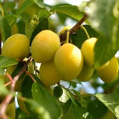 Слива ОЧАКОВСКАЯ ЖЕЛТАЯ  Слива ОЧАКОВСКАЯ ЖЕЛТАЯ в Томске