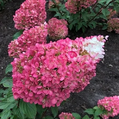 Гортензия СТРОБЕРРИ БЛОССОМ метельчатая в Томске