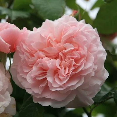 Саженцы роз РОЗ ДЕ ТОЛБИАК плетистая  Саженцы роз РОЗ ДЕ ТОЛБИАК плетистая в Томске