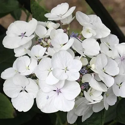 Гортензия ЛИБЕЛЛЕ крупнолистная  Гортензия ЛИБЕЛЛЕ крупнолистная в Томске