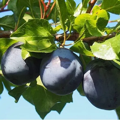 Слива ВОЛАТ  Слива ВОЛАТ в Томске
