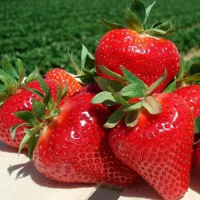 Клубника ДЖОЛИ  Клубника ДЖОЛИ в Томске