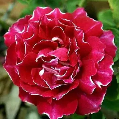 Саженцы роз БАРОН ЖИРО ДЕ ЛЕН ремонтантная  Саженцы роз БАРОН ЖИРО ДЕ ЛЕН ремонтантная в Томске