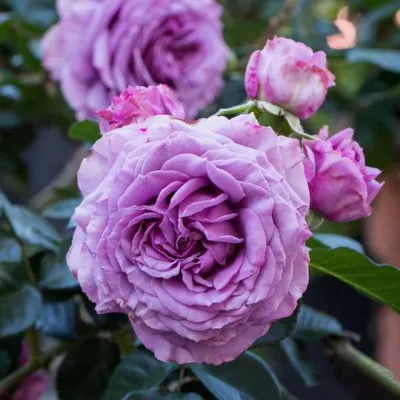 Саженцы роз СИЛЬВЕР КВИК плетистая в Томске