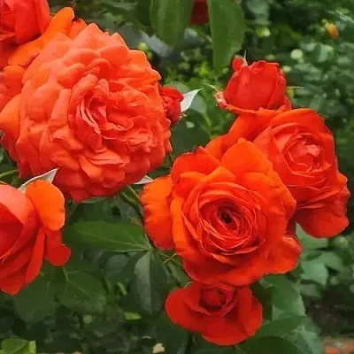 Саженцы роз МАЙНТАУЭР плетистая  Саженцы роз МАЙНТАУЭР плетистая в Томске