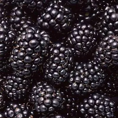 Ежевика ОРКАН бесшипная  Ежевика ОРКАН бесшипная в Томске