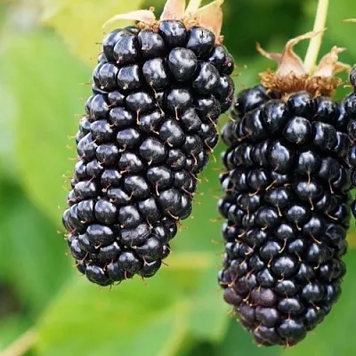 Ежевика КОЛАМБИЯ ГИГАНТ бесшипная  Ежевика КОЛАМБИЯ ГИГАНТ бесшипная в Томске