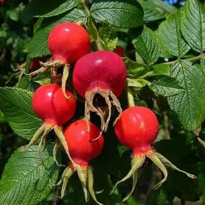 Шиповник ВИТАМИННЫЙ ВНИВИ  Шиповник ВИТАМИННЫЙ ВНИВИ в Томске