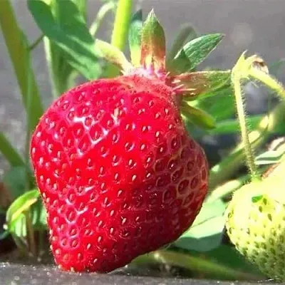 Клубника ХОНЕЙ  Клубника ХОНЕЙ в Томске