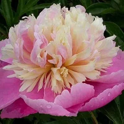 Пион ВЕСЕННЯЯ ПАЛИТРА травянистый  Пион ВЕСЕННЯЯ ПАЛИТРА травянистый в Томске