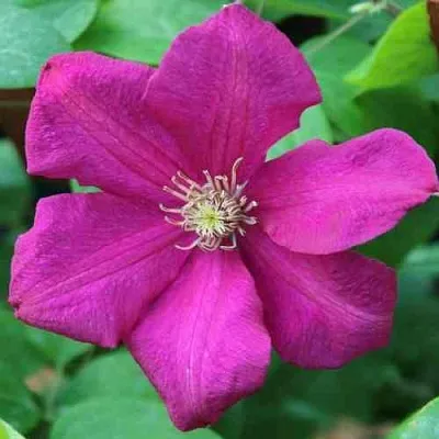 Клематис ЭРНЕСТ МАРКХАМ  Клематис ЭРНЕСТ МАРКХАМ в Томске