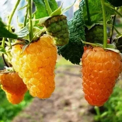 Малина ОРАНЖЕВОЕ ЧУДО в Томске