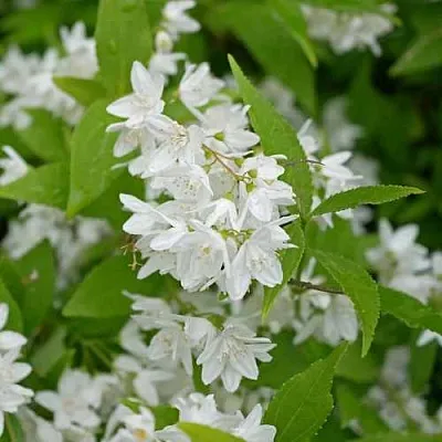 Дейция шершавая в Томске