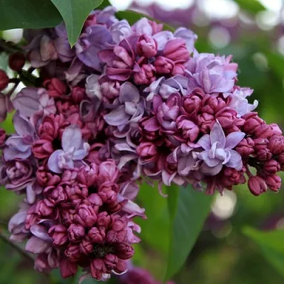 Сирень П.П.КОНЧАЛОВСКИЙ  Сирень П.П.КОНЧАЛОВСКИЙ в Томске