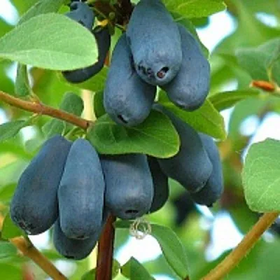 Жимолость съедобная ЮГАНА  Жимолость съедобная ЮГАНА в Томске