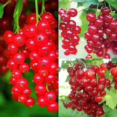 Комплект КРАСНЫЙ УРОЖАЙ в Томске